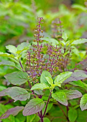 Basil-Holy Red Basil (Krishna Tulasi)