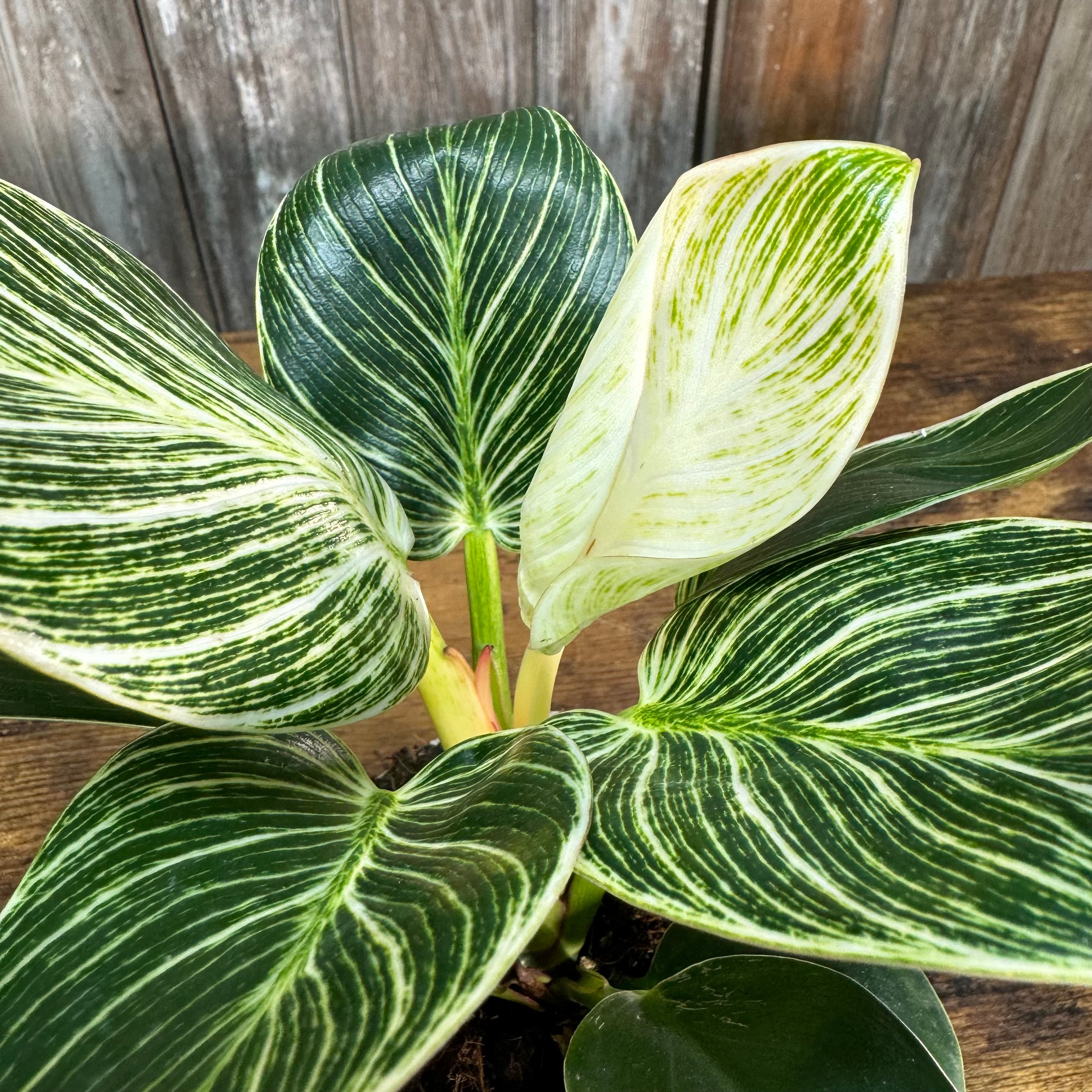 Philodendron Birkin plant with distinctive green and white striped variegated leaves in pot
