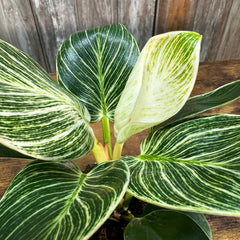 Philodendron Birkin plant with distinctive green and white striped variegated leaves in pot