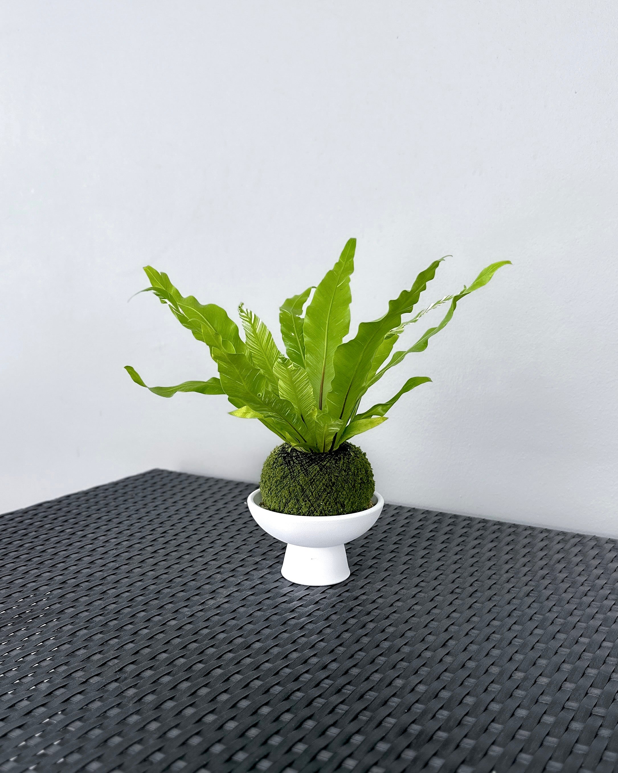 Asplenium Bird's Nest Fern Variegata JGL MossBall