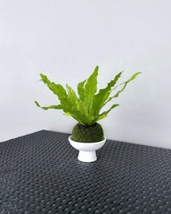 Asplenium Bird's Nest Fern Variegata JGL MossBall