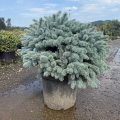 Dwarf Globe Blue Spruce- 7 gallon 4 pack