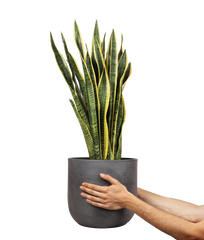 Sansevieria laurentii (Bogenhanf) (L)