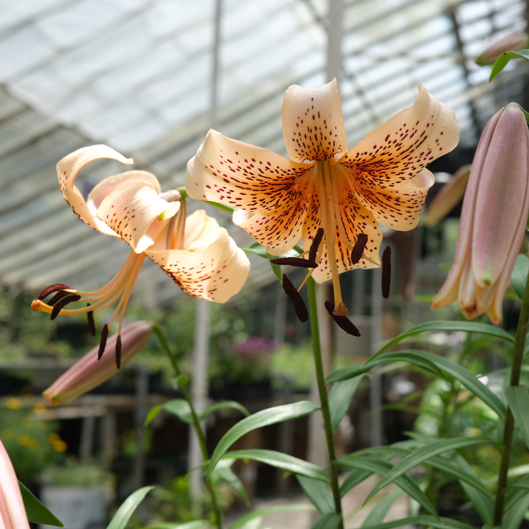Lilium lancifolium ‘Splendens’ (Tiger Lily)