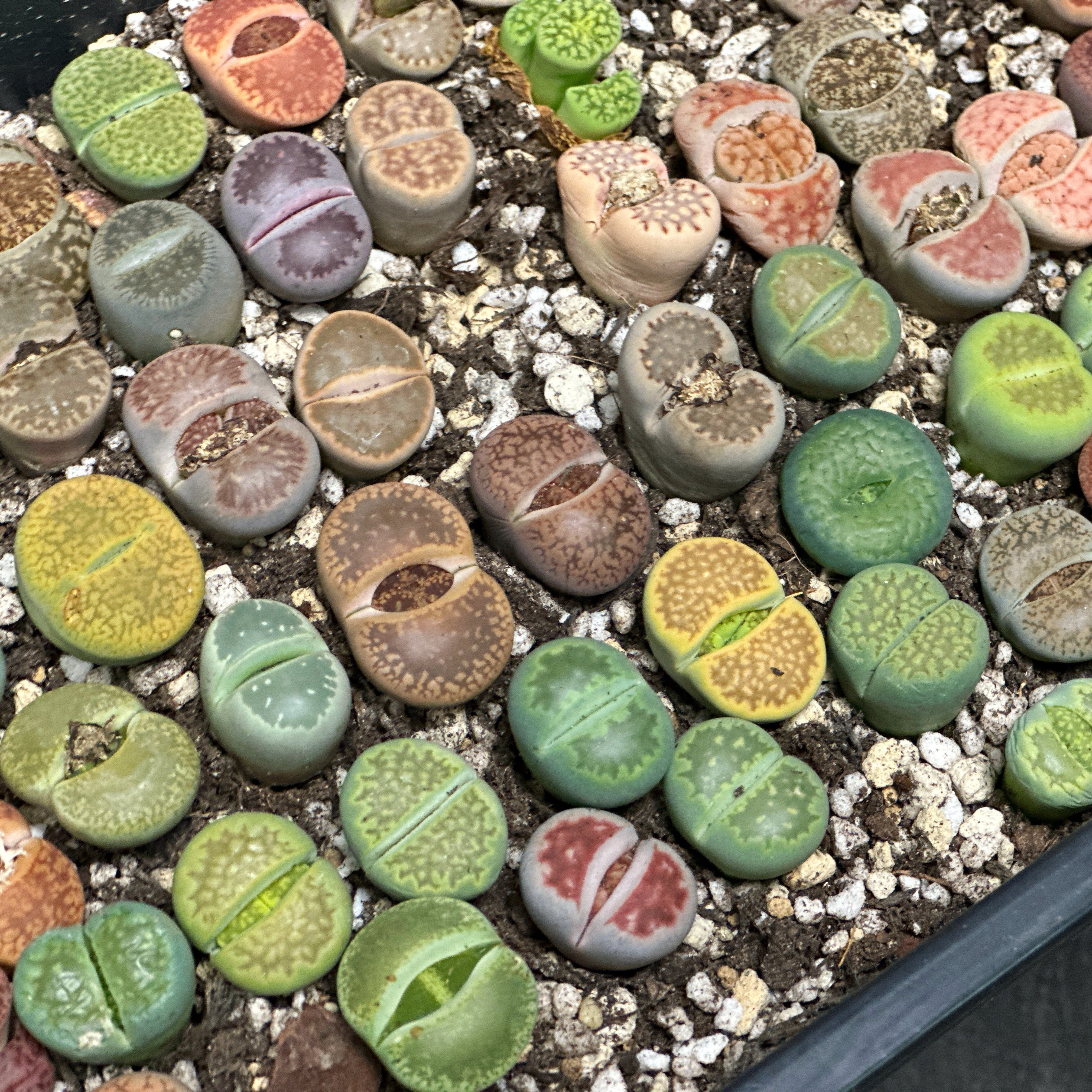 Lithops, Living Stones - 0