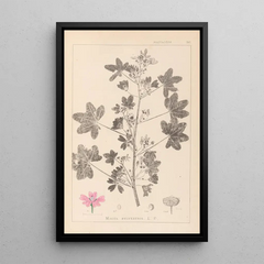 Louis Antoine Cusin - Herbier de la flore franaise Pl0039.webp