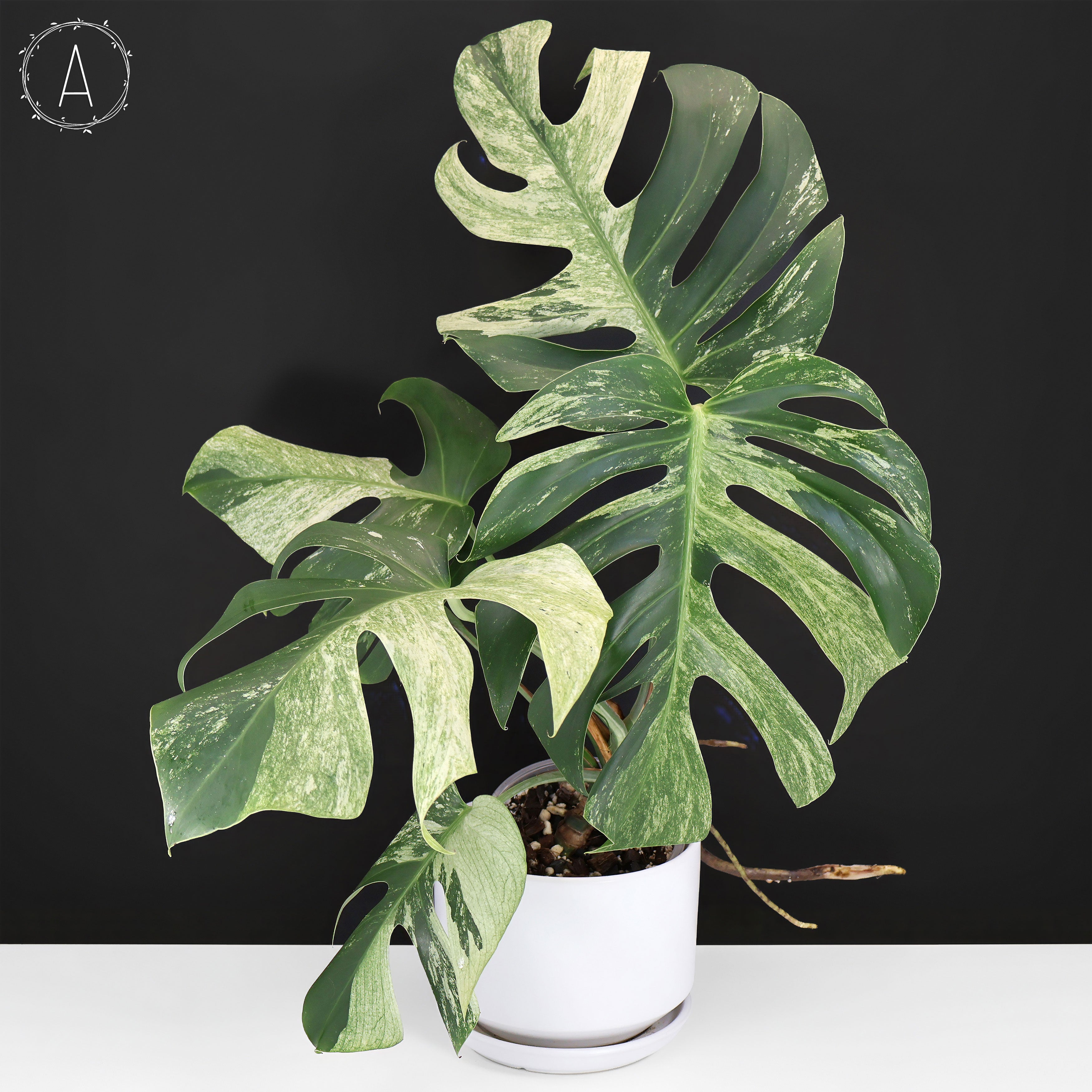 Monstera Jungle Mint (Non-TC)
