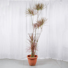 Large Dracaena Marginata Tricolor (203cm) in Nursery Grow Pot