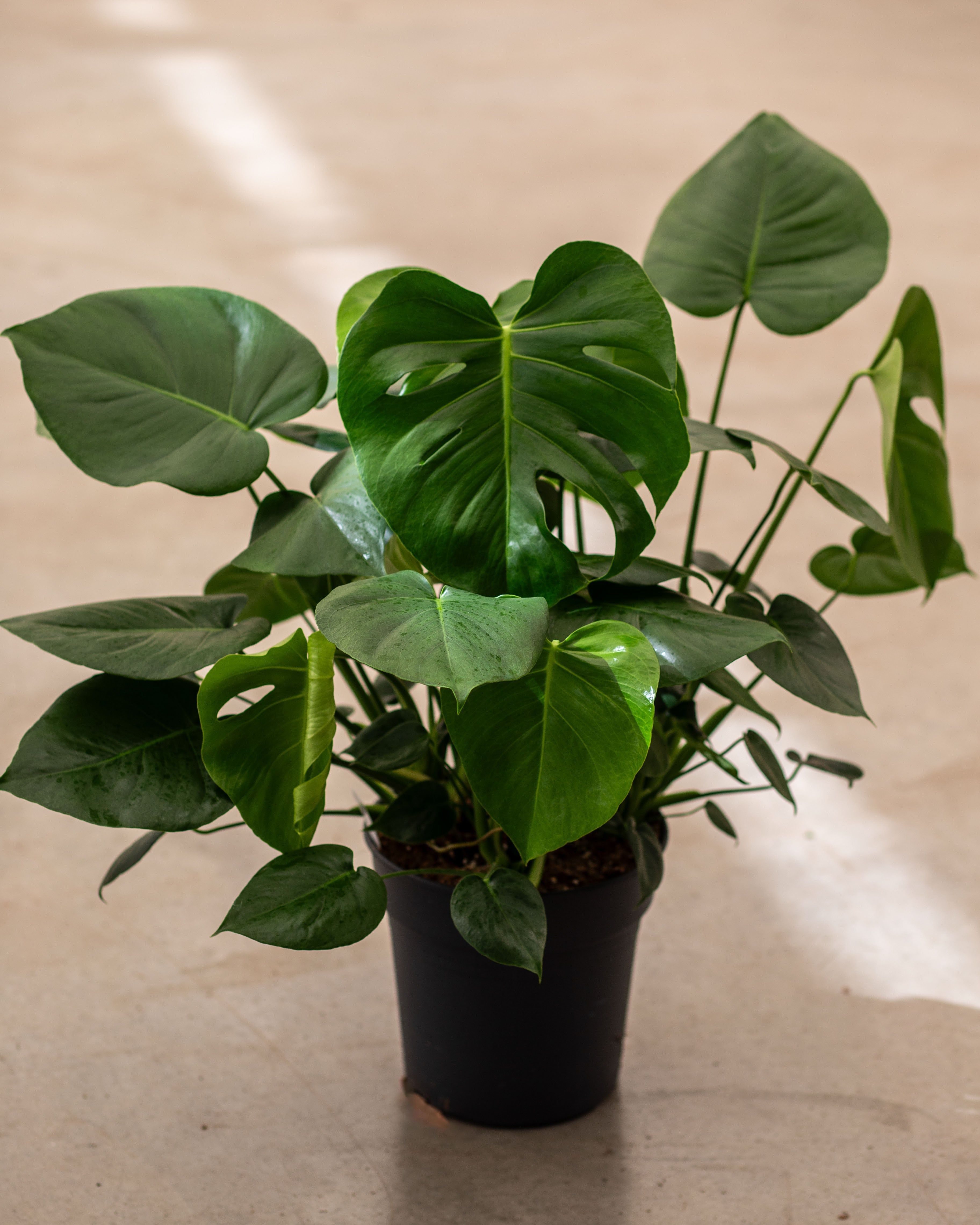Monstera deliciosa - Large Form Busch (Topfgröße 24)