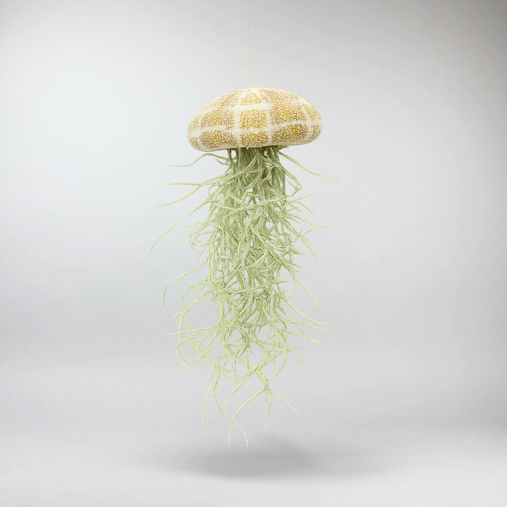 Jellyfish Air Plant | Tillandsia Jellyfish