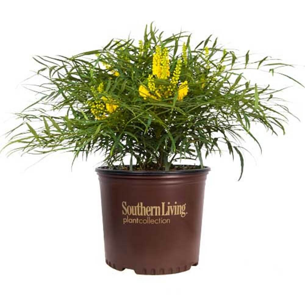 Potted Soft Caress Mahonia plant with yellow flowers in a Southern Living container on a white background