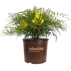 Potted Soft Caress Mahonia plant with yellow flowers in a Southern Living container on a white background