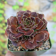 Close-up of Sempervivum heuffelii 'Beaver', a maroon-brown cold-hardy succulent with layered leaves in a small gravel pot.