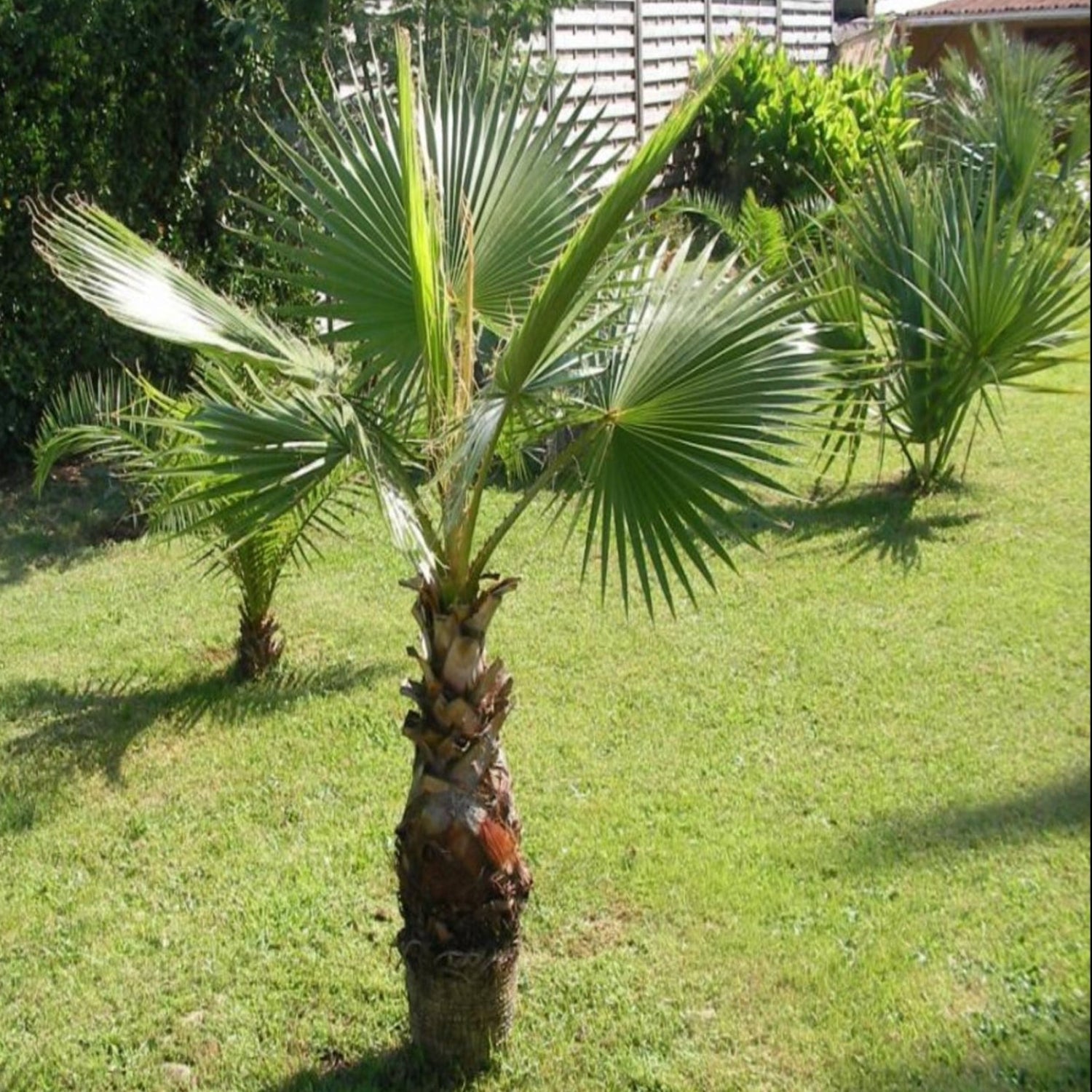 Mexican Fan Palm Tree