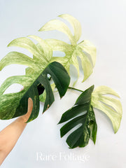 Monstera Jungle Mint 4” Exact Plant