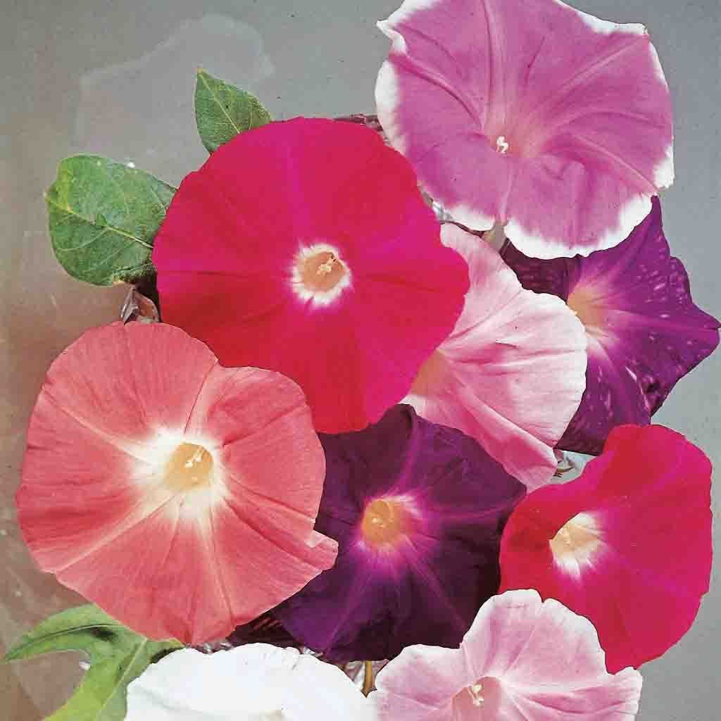 Morning Glory, Giant Mixed Colors Seeds, 2.2g - Ferry - Morse