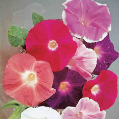 Morning Glory, Giant Mixed Colors Seeds, 2.2g - Ferry - Morse