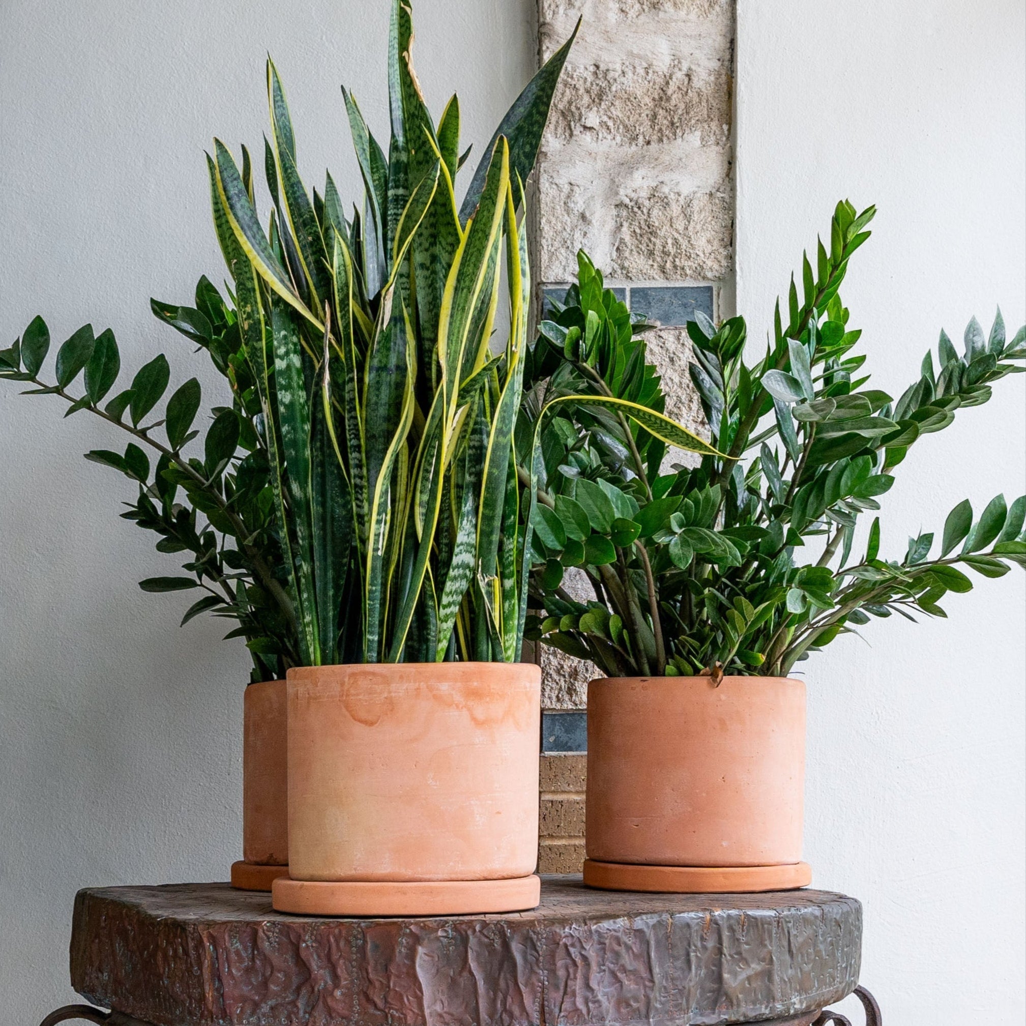Terracotta planters by Clay Imports, round and in varying sizes, filled with green snake and ZZ plants, on a wooden table.