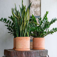 Terracotta planters by Clay Imports, round and in varying sizes, filled with green snake and ZZ plants, on a wooden table.