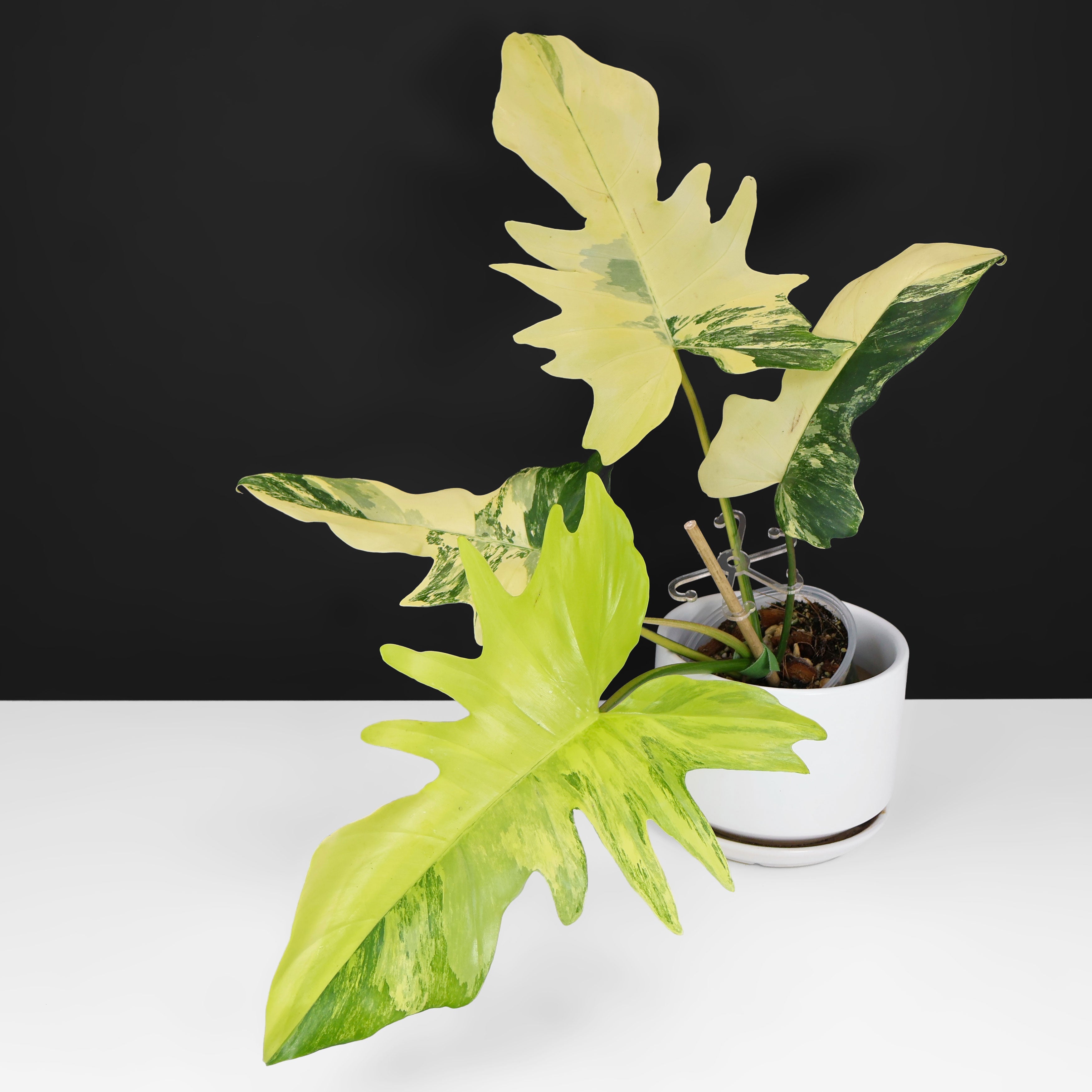 Philodendron Florida Beauty x Mayoi "Kitina"