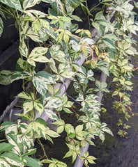 Parthenocissus quinquefolia Variegata - Brushwood Nursery, Clematis Specialists