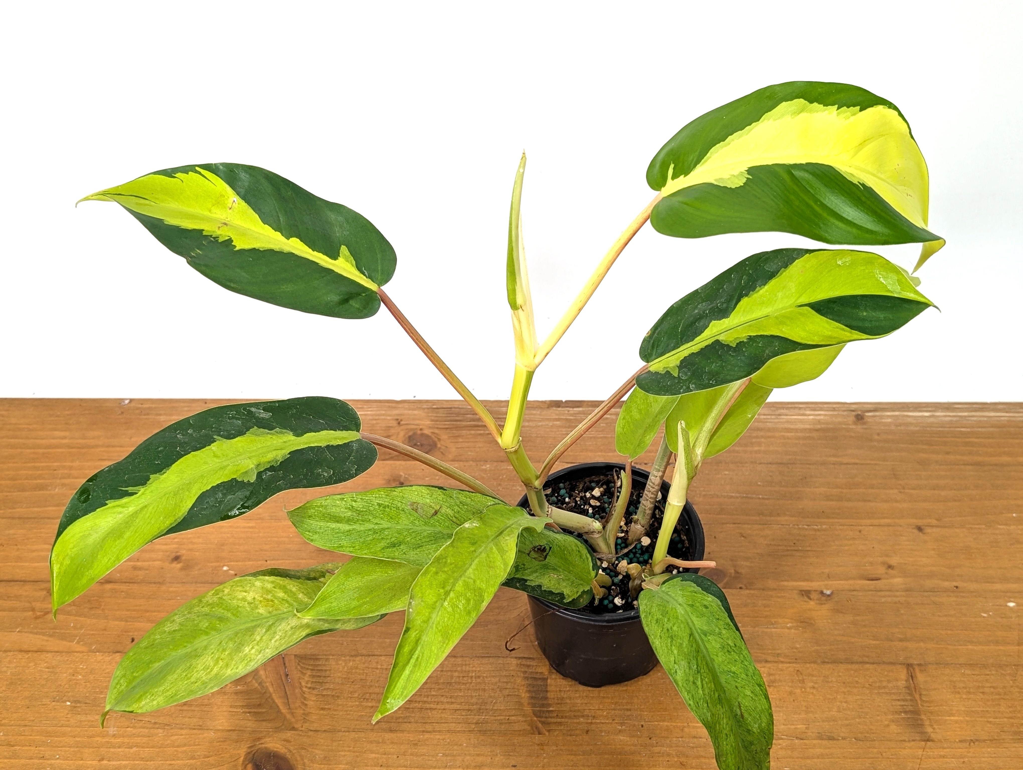 Philodendron Thai Sunrise