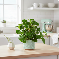 buy peperomia thailand live houseplant 3" pot online, compact upright growth form, thick glossy deep jade green leaves, succulent-like drought tolerant foliage, slow growing low maintenance cultivar, perfect for modern desk or shelf decor, a thoughtful pet-friendly gift for any plant lover