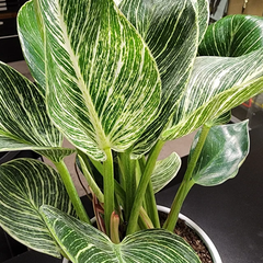 Philodendron Birkin, White Stripe Leaves in a white pot with glossy, dark green leaves and striking white stripe variegation displayed on a dark table