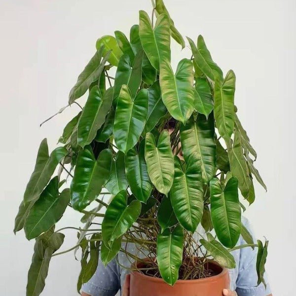 伯樂蔓綠絨(Philodendron ‘Burle Marx’) - 森流 GreenFlow - 動植物造景專門店