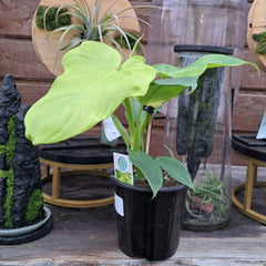 Philodendron bipennifolium 'Aurea'