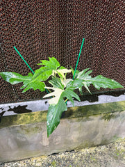 Philodendron Golden Dragon Variegated in a pot, showcasing lush, green variegated leaves with water droplets, emphasizing its unique appearance for plant enthusiasts.