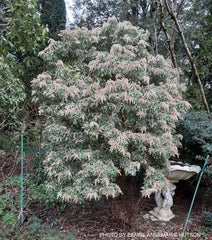 - Pieris japonica 'Variegata' Flowering Japanese andromeda - Mr Maple │ Buy Japanese Maple Trees