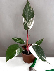 Plant Proper - Phiodendron Red Anderson - 3.5"pot