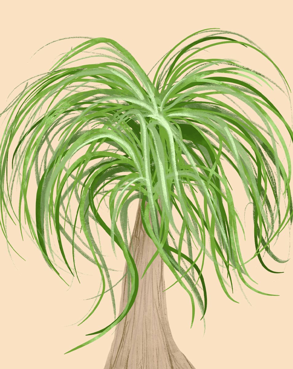 An illustration of a ponytail palm with a swollen stem and curly green leaves.