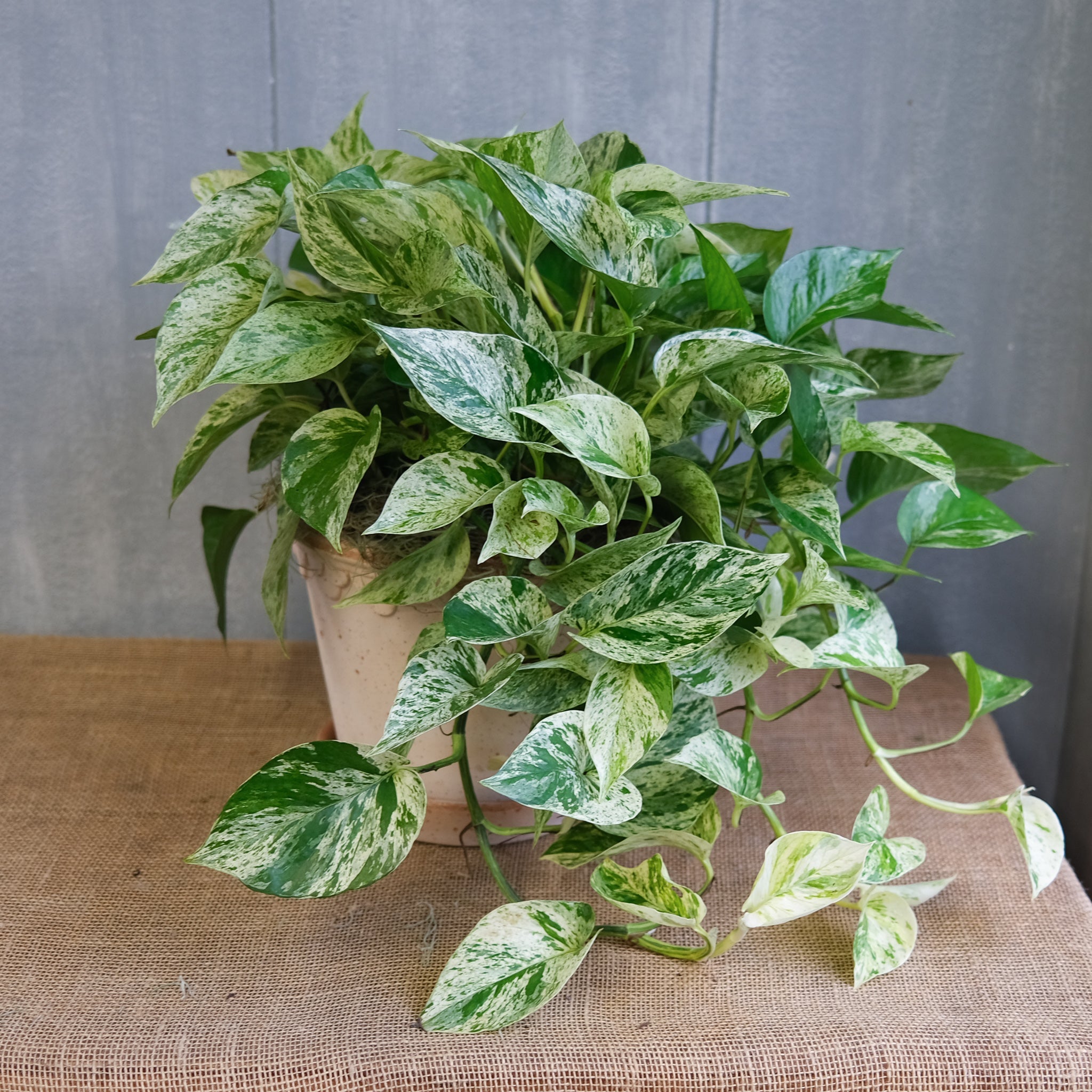 Pothos - Marble Queen (Epipremnum aureum)