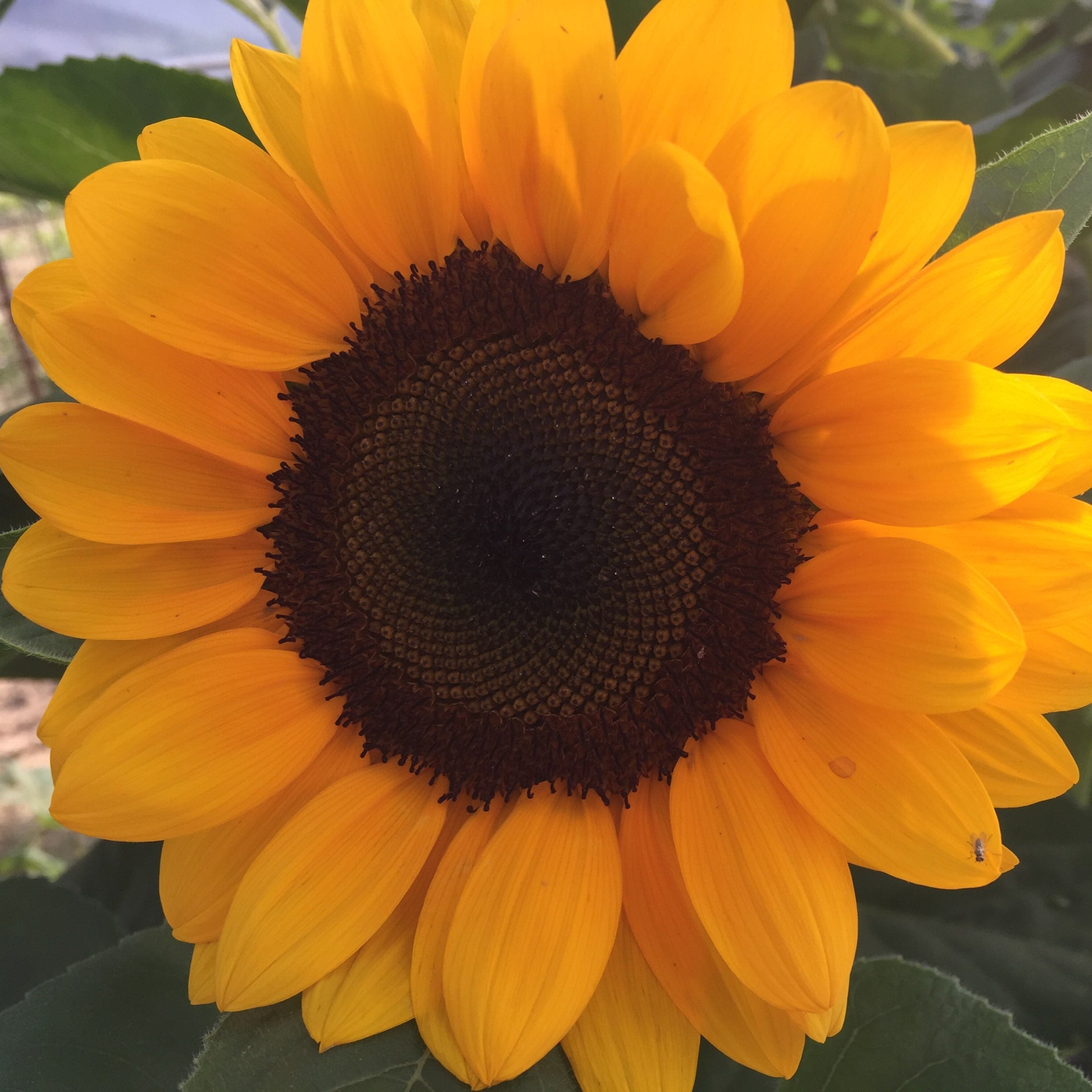 ProCut® Orange Sunflower