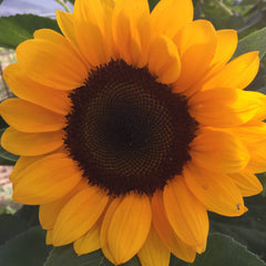 ProCut® Orange Sunflower
