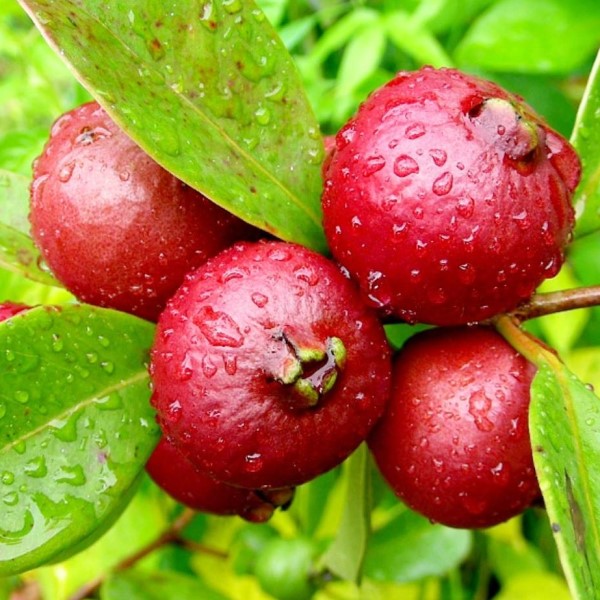 Red Strawberry Guava - C&J Gardening Center