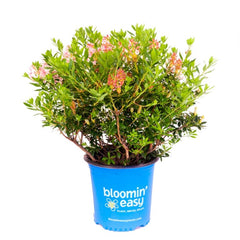 Bloombux® Magenta Rhododendron – Evergreen Boxwood Alternative with Bright Magenta Blooms