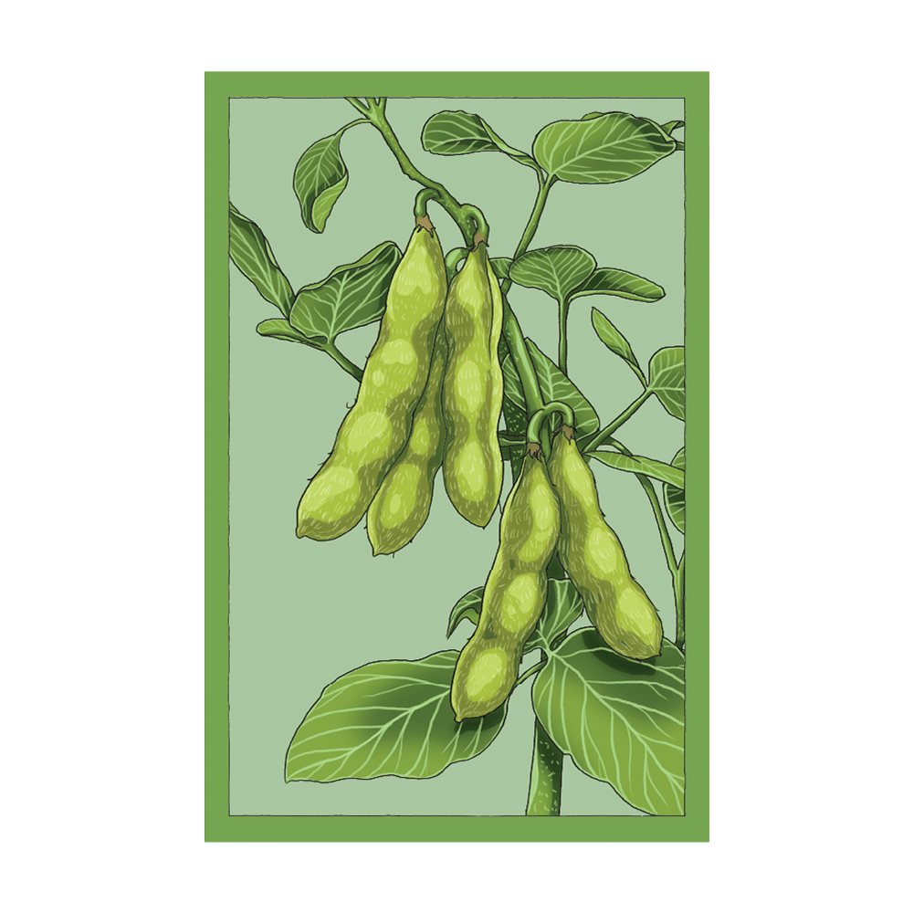Edamame seed packet - Shido Seeds non-GMO vacuum-sealed woodblock design