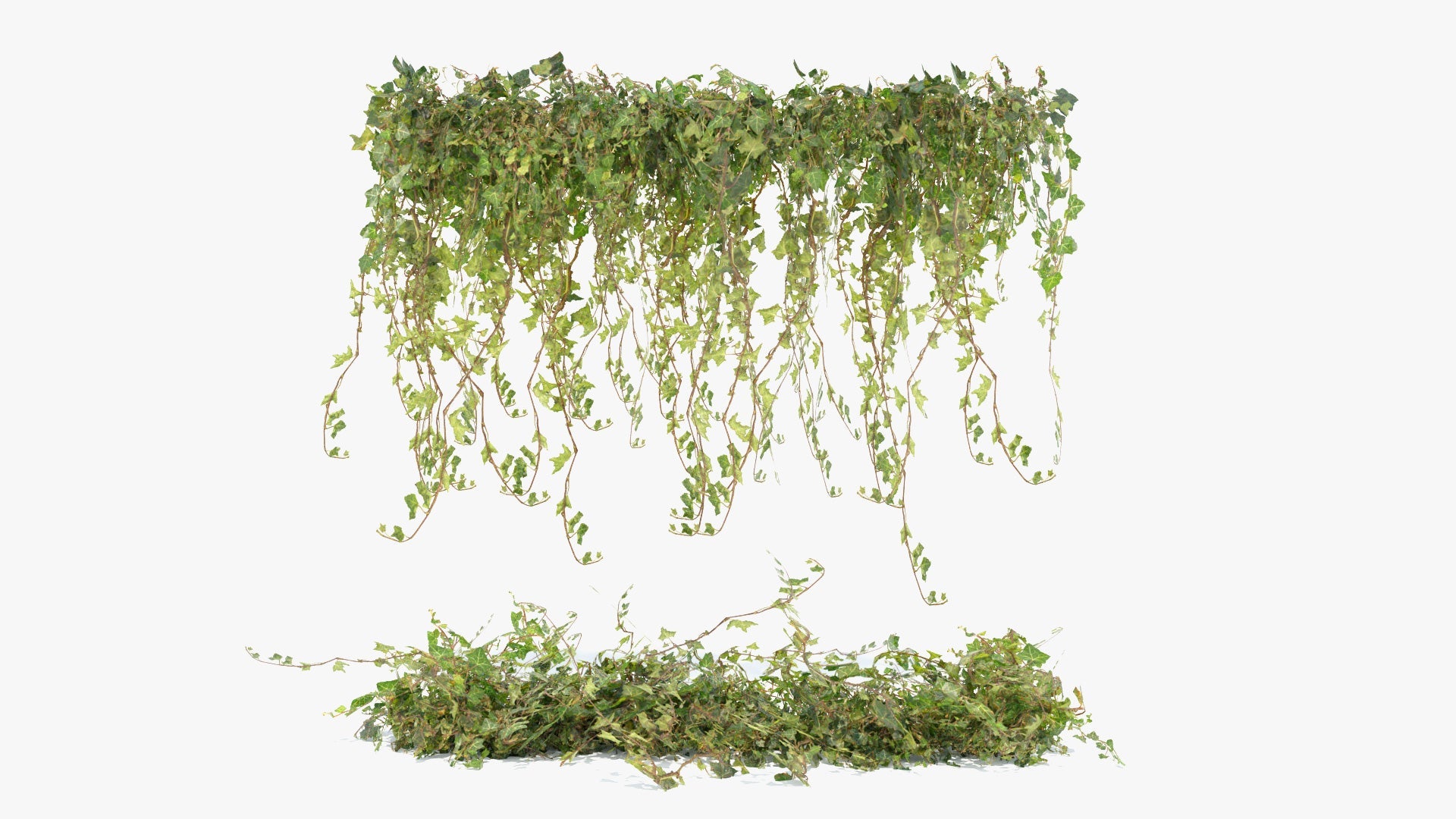 Ivy plants mesh card 3d model for Blender and OBJ with PBR textures and low poly count