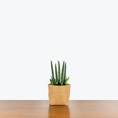 Sansevieria Cylindrica | Snake Plant | Care Guide and Pro Tips - Delivery from Toronto across Canada - JOMO Studio