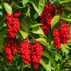 Schisandra chinensis bright red berry clusters with green leaves in natural sunlight