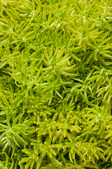Sedum Lemon Coral 4.5" Pot (PW)