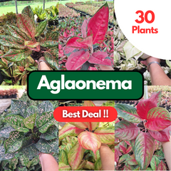 30 Aglaonema Plants | Best Value !! | Choose any 30 varieties you want