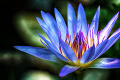 Blue Water Lily Nymphaea caerulea flower floating on a pond with soft blue petals fully open