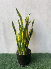 Snake Plant - Plants Care UAE