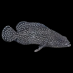 Snowflake Grouper Epinephelus Caeruleopunctatus - Real Aquatics