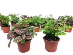 mini terrarium plants hypoestes polka dot fern