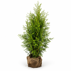 Thujaoccidentalis_Brabant_freigestelt
